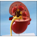 PVC Human Kidney Anatomical Model for Sale